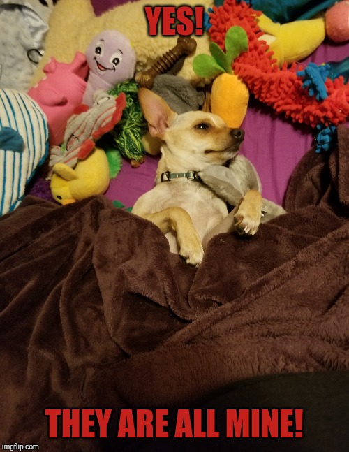 Mickey | YES! THEY ARE ALL MINE! | image tagged in dogs | made w/ Imgflip meme maker