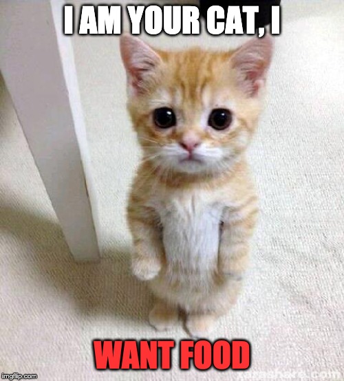 Cute Cat Meme | I AM YOUR CAT, I; WANT FOOD | image tagged in memes,cute cat | made w/ Imgflip meme maker