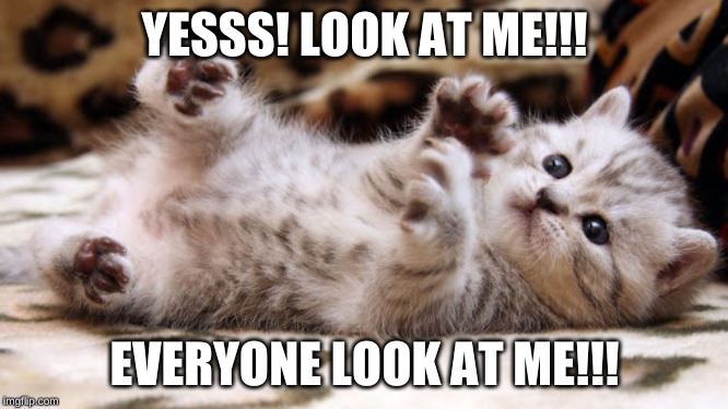 YESSS! LOOK AT ME!!! EVERYONE LOOK AT ME!!! | image tagged in cute,kitty,attention,looking | made w/ Imgflip meme maker