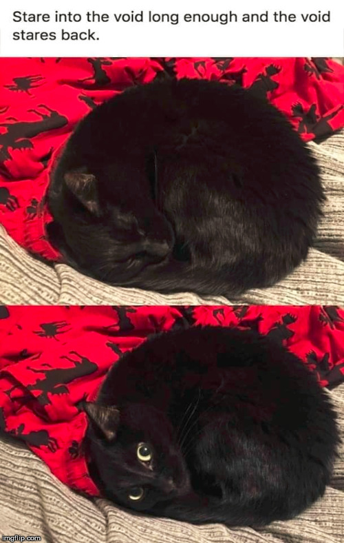 image tagged in cats | made w/ Imgflip meme maker