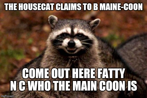 Evil Plotting Raccoon | THE HOUSECAT CLAIMS TO B MAINE-COON; COME OUT HERE FATTY N C WHO THE MAIN COON IS | image tagged in memes,evil plotting raccoon | made w/ Imgflip meme maker