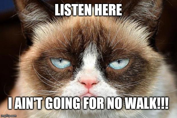 Grumpy Cat Not Amused | LISTEN HERE; I AIN'T GOING FOR NO WALK!!! | image tagged in memes,grumpy cat not amused,grumpy cat | made w/ Imgflip meme maker