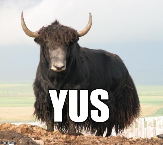 You Aren't Special Yak  | YUS | image tagged in you aren't special yak | made w/ Imgflip meme maker