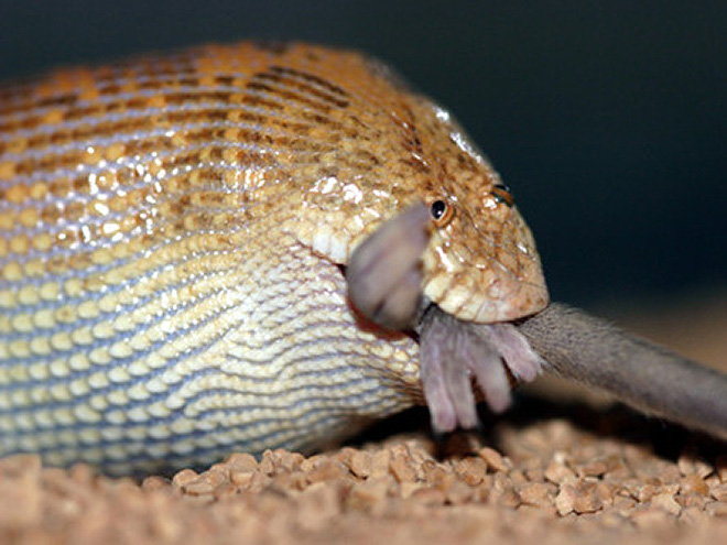 High Quality Arabian Sand Boa eating Blank Meme Template