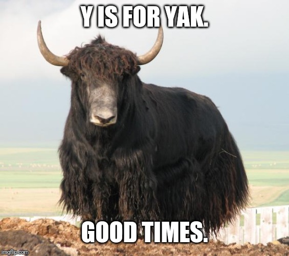 You Aren't Special Yak  | Y IS FOR YAK. GOOD TIMES. | image tagged in you aren't special yak | made w/ Imgflip meme maker