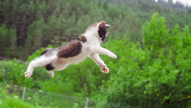 Flying Cat Blank Meme Template