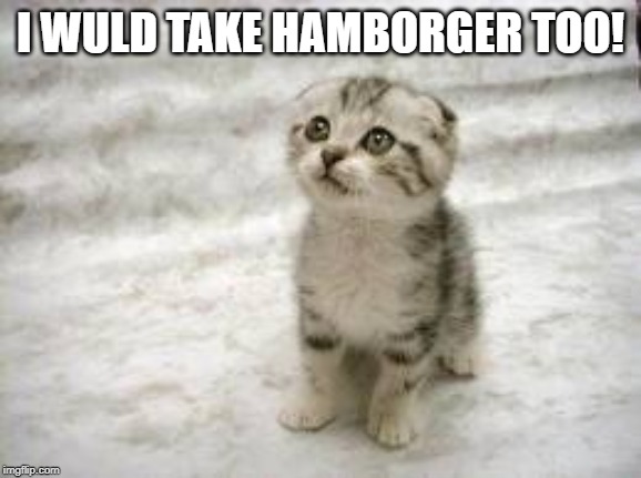 Sad Cat Meme | I WULD TAKE HAMBORGER TOO! | image tagged in memes,sad cat | made w/ Imgflip meme maker