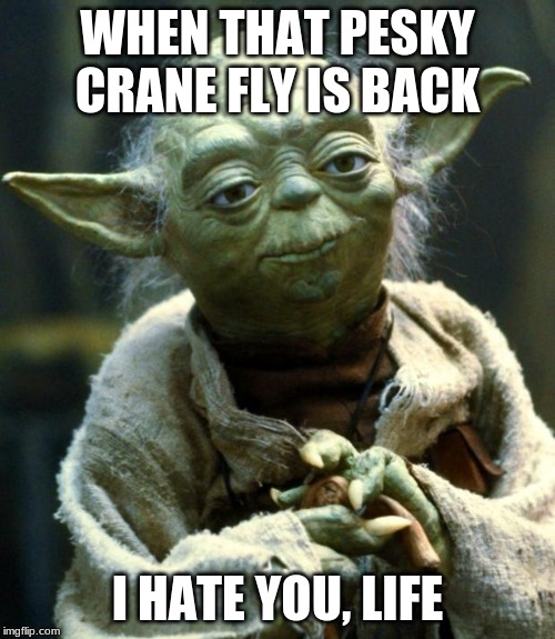 Star Wars Yoda Meme | WHEN THAT PESKY CRANE FLY IS BACK; I HATE YOU, LIFE | image tagged in memes,star wars yoda | made w/ Imgflip meme maker