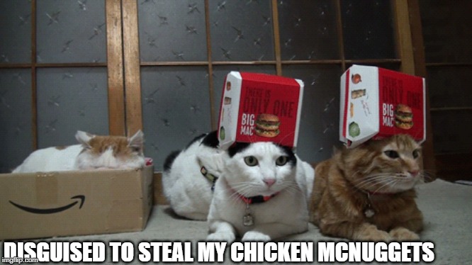 Chicken mcnuggets please | DISGUISED TO STEAL MY CHICKEN MCNUGGETS | image tagged in funny cats | made w/ Imgflip meme maker