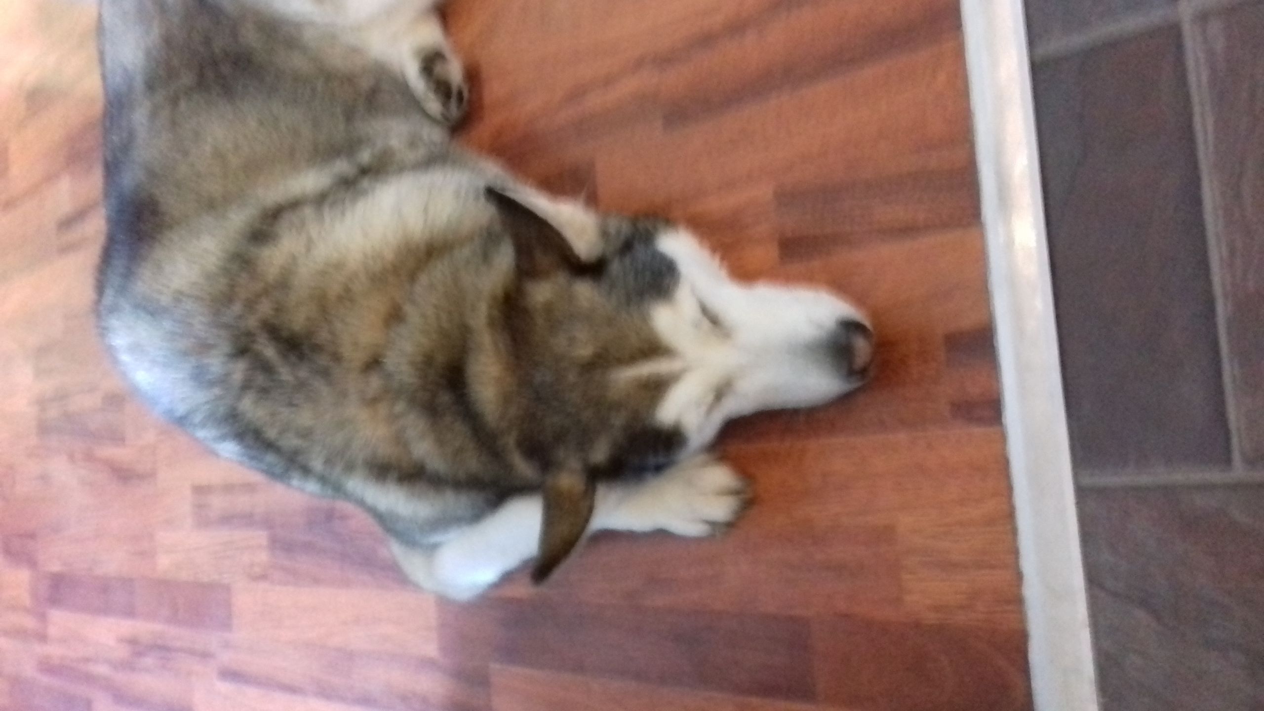 Husky meme Blank Meme Template