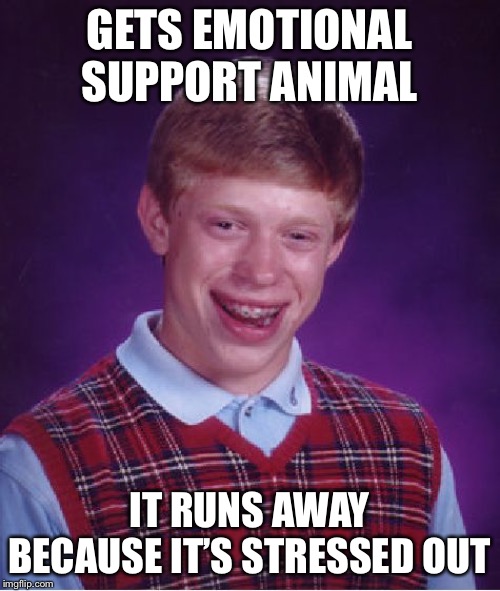 Bad Luck Brian Meme | GETS EMOTIONAL SUPPORT ANIMAL; IT RUNS AWAY BECAUSE IT’S STRESSED OUT | image tagged in memes,bad luck brian | made w/ Imgflip meme maker