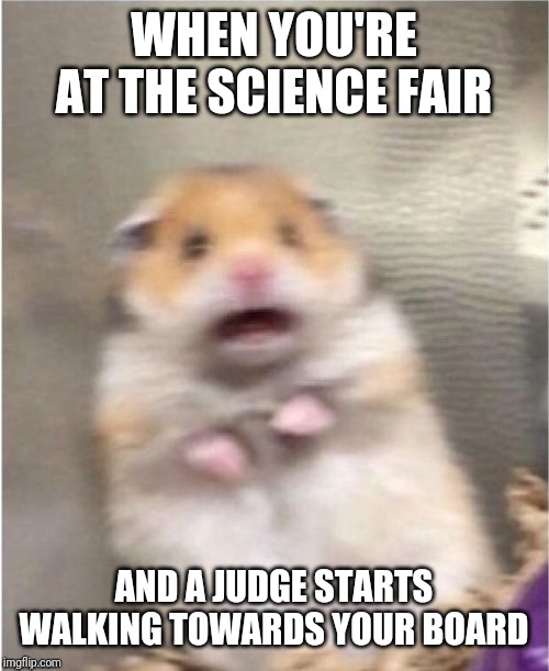 Scared Hamster | WHEN YOU'RE AT THE SCIENCE FAIR; AND A JUDGE STARTS WALKING TOWARDS YOUR BOARD | image tagged in scared hamster | made w/ Imgflip meme maker