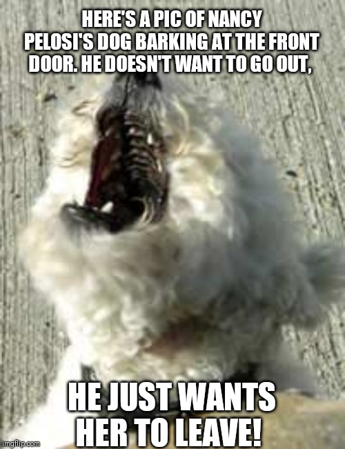 Barking dog | HERE'S A PIC OF NANCY PELOSI'S DOG BARKING AT THE FRONT DOOR. HE DOESN'T WANT TO GO OUT, HE JUST WANTS HER TO LEAVE! | image tagged in dog | made w/ Imgflip meme maker