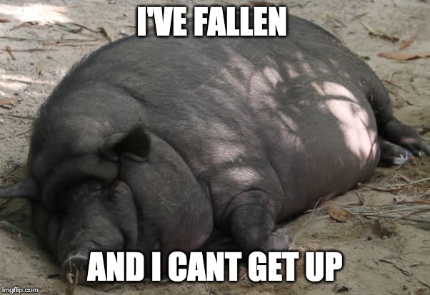 PIG MEMES | I'VE FALLEN; AND I CANT GET UP | image tagged in fat,funny animals | made w/ Imgflip meme maker