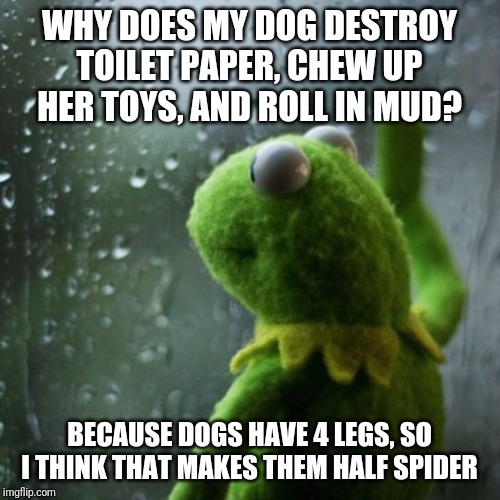 Thoughts about dogs | WHY DOES MY DOG DESTROY TOILET PAPER, CHEW UP HER TOYS, AND ROLL IN MUD? BECAUSE DOGS HAVE 4 LEGS, SO I THINK THAT MAKES THEM HALF SPIDER | image tagged in sometimes i wonder,dogs,spider | made w/ Imgflip meme maker
