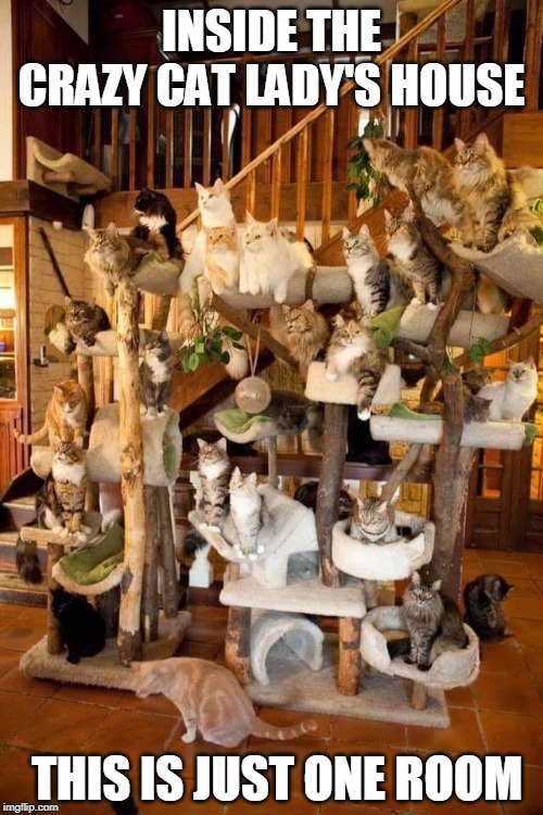 INSIDE THE CRAZY CAT LADY'S HOUSE; THIS IS JUST ONE ROOM | image tagged in cats,cats are awesome,crazy cat lady | made w/ Imgflip meme maker