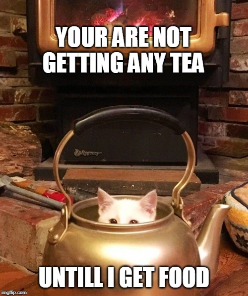 YOUR ARE NOT GETTING ANY TEA; UNTILL I GET FOOD | image tagged in cats,funny cats,tea,kitten | made w/ Imgflip meme maker