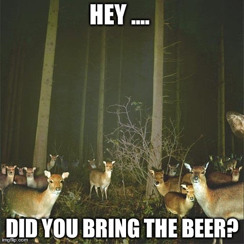 image tagged in funny,animals,deer,beer | made w/ Imgflip meme maker