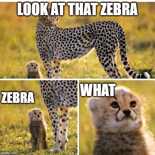 Cheetah please | LOOK AT THAT ZEBRA; WHAT; ZEBRA | image tagged in cheetah please | made w/ Imgflip meme maker
