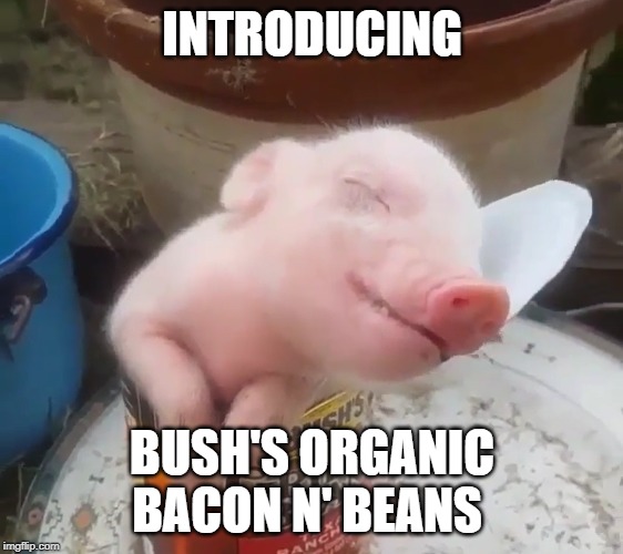 Organic Bacon N' Beans | INTRODUCING; BUSH'S ORGANIC BACON N' BEANS | image tagged in funny memes | made w/ Imgflip meme maker