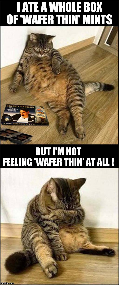 The Wafer Thin Mint Diet | I ATE A WHOLE BOX OF 'WAFER THIN' MINTS; BUT I'M NOT FEELING 'WAFER THIN' AT ALL ! | image tagged in fun,cats,wafer thin mints,monty python | made w/ Imgflip meme maker