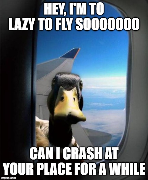 Duck on plane wing | HEY, I'M TO LAZY TO FLY SOOOOOOO; CAN I CRASH AT YOUR PLACE FOR A WHILE | image tagged in duck on plane wing | made w/ Imgflip meme maker