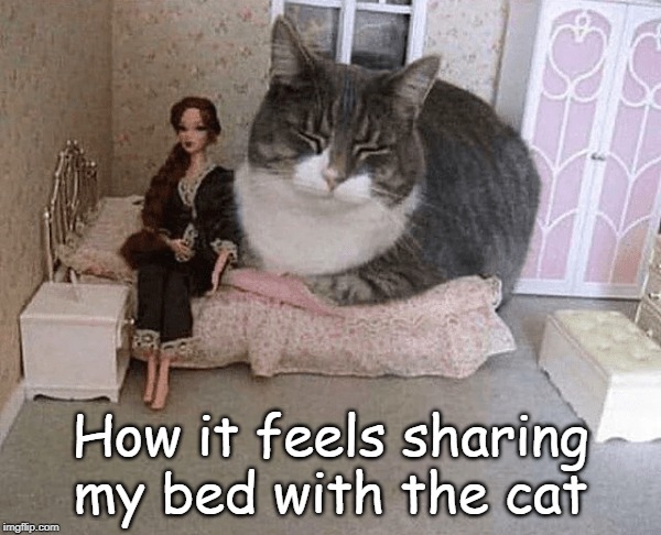 fat cat in bed | How it feels sharing my bed with the cat | image tagged in cat humor,cat in bed,bed hog | made w/ Imgflip meme maker