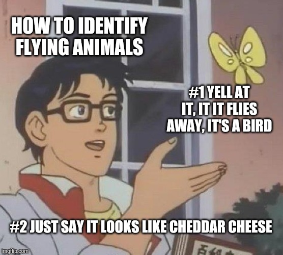 Is This A Pigeon Meme | HOW TO IDENTIFY FLYING ANIMALS; #1 YELL AT IT, IT IT FLIES AWAY, IT'S A BIRD; #2 JUST SAY IT LOOKS LIKE CHEDDAR CHEESE | image tagged in memes,is this a pigeon | made w/ Imgflip meme maker