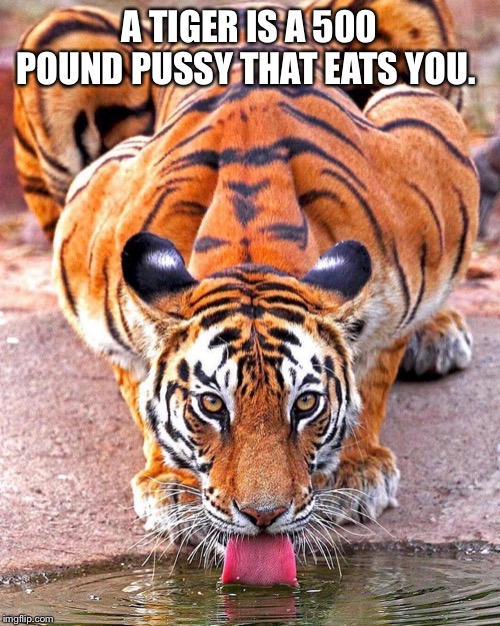 Tiger | A TIGER IS A 500 POUND PUSSY THAT EATS YOU. | image tagged in pussy,tiger,eating,animals,funny memes,wildlife | made w/ Imgflip meme maker