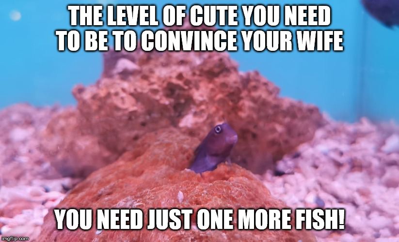 Marine Fish | THE LEVEL OF CUTE YOU NEED TO BE TO CONVINCE YOUR WIFE; YOU NEED JUST ONE MORE FISH! | image tagged in marine fish,fish,marine aquarist,aquarium,fish geek | made w/ Imgflip meme maker