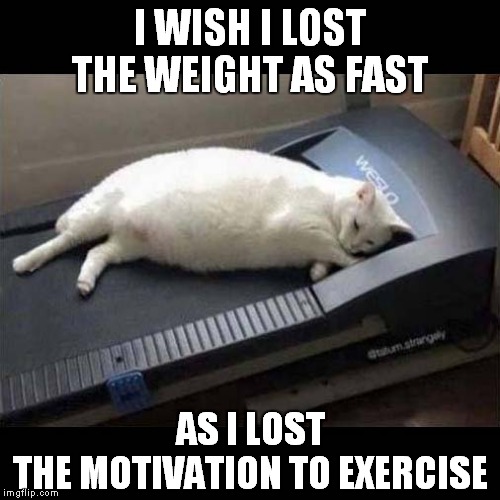 A Fat Cats' Woes | I WISH I LOST THE WEIGHT AS FAST; AS I LOST THE MOTIVATION TO EXERCISE | image tagged in fun,cats,fat cats exercise | made w/ Imgflip meme maker