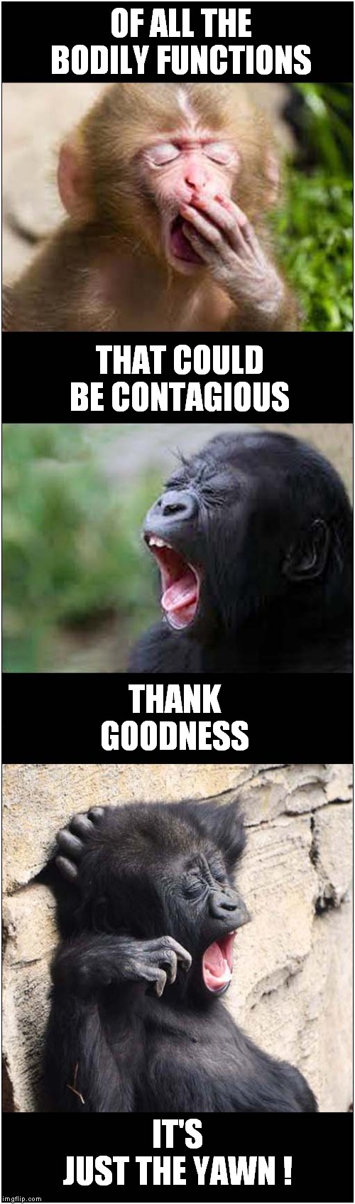 'You Mustn't Yawn' Challenge ! | OF ALL THE BODILY FUNCTIONS; THAT COULD BE CONTAGIOUS; THANK GOODNESS; IT'S JUST THE YAWN ! | image tagged in fun,baby apes,yawning | made w/ Imgflip meme maker