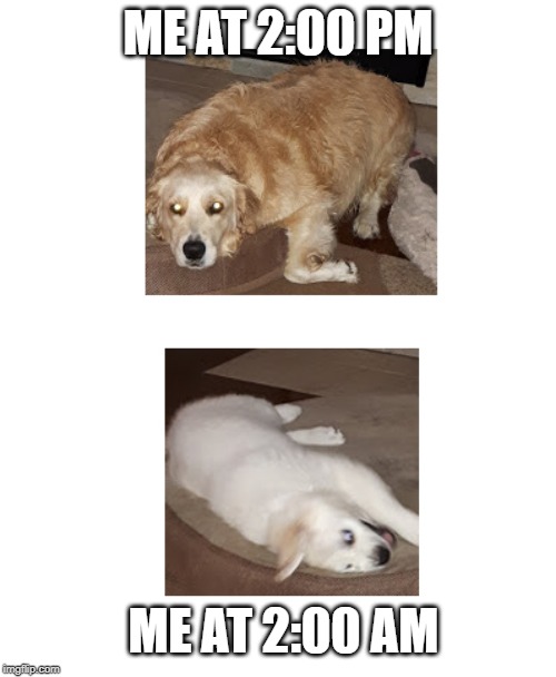 Bored doggo and happy doggo | ME AT 2:00 PM; ME AT 2:00 AM | image tagged in bored doggo and happy doggo | made w/ Imgflip meme maker