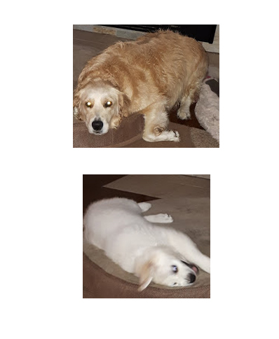 opposite retrievers Blank Meme Template