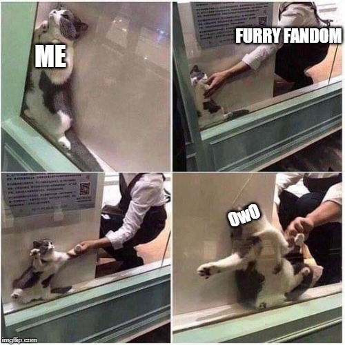 Not Ready Cat | FURRY FANDOM; ME; OwO | image tagged in not ready cat | made w/ Imgflip meme maker
