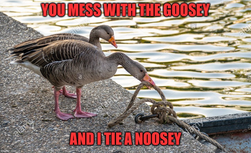 Dont mess with the goosey - Imgflip
