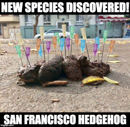 New species discovered! San Francisco Hedgehog | NEW SPECIES DISCOVERED! SAN FRANCISCO HEDGEHOG | image tagged in san francisco,poop,liberal utopia | made w/ Imgflip meme maker
