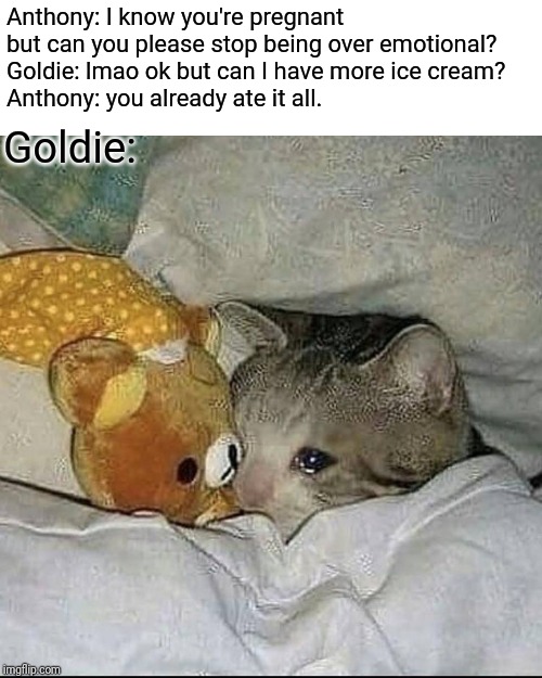 Crying cat in bed | Anthony: I know you're pregnant but can you please stop being over emotional?
Goldie: lmao ok but can I have more ice cream?
Anthony: you already ate it all. Goldie: | image tagged in crying cat in bed,oc,pregnant,ice cream | made w/ Imgflip meme maker