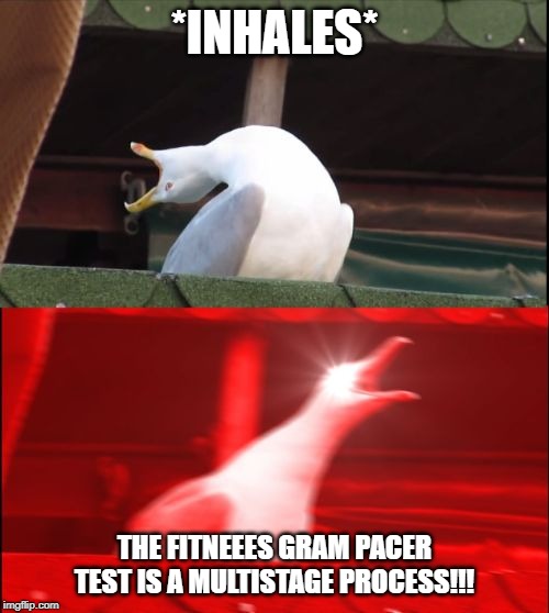 screaming seagull | *INHALES*; THE FITNEEES GRAM PACER TEST IS A MULTISTAGE PROCESS!!! | image tagged in screaming seagull | made w/ Imgflip meme maker