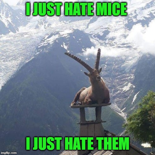 scared y cat | I JUST HATE MICE; I JUST HATE THEM | image tagged in goat,mice | made w/ Imgflip meme maker