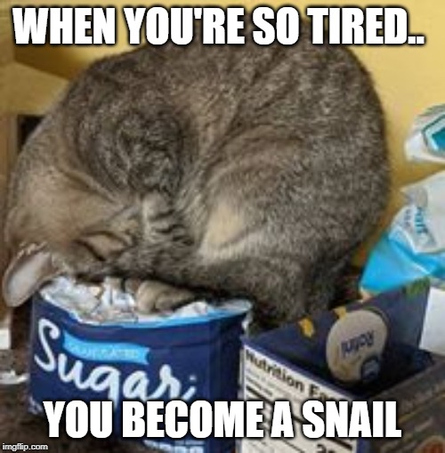 When you're so tired | WHEN YOU'RE SO TIRED.. YOU BECOME A SNAIL | image tagged in memes,cats,snail,sleeping,tired cat,snail cat | made w/ Imgflip meme maker