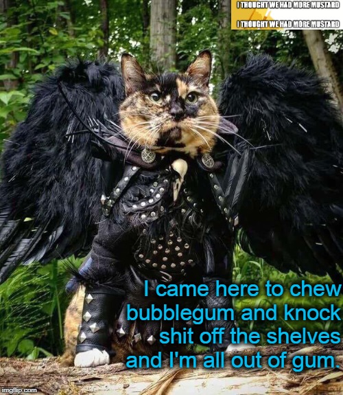 Cat On Mission | I came here to chew bubblegum and knock shit off the shelves and I'm all out of gum. | image tagged in cat,cats,bubblegum | made w/ Imgflip meme maker