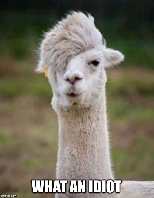 Hipster Llama | WHAT AN IDIOT | image tagged in hipster llama | made w/ Imgflip meme maker