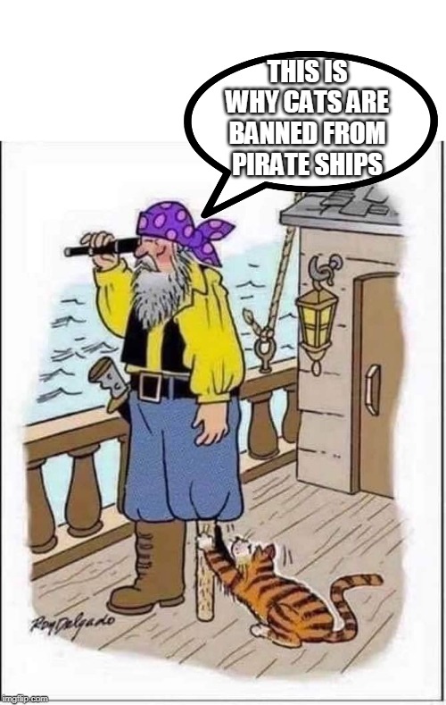 THIS IS WHY CATS ARE BANNED FROM PIRATE SHIPS | image tagged in cats,pirate,comic | made w/ Imgflip meme maker