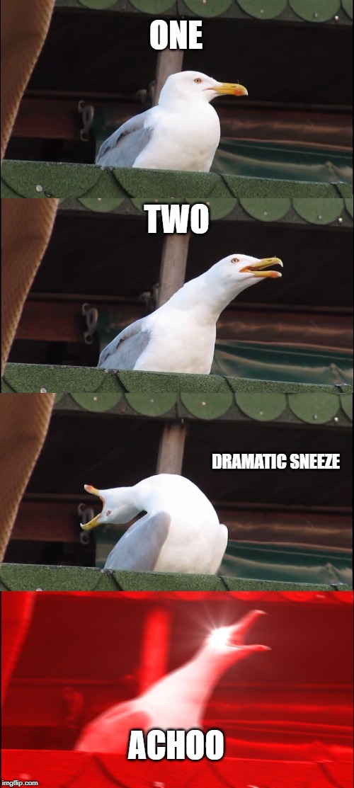 Inhaling Seagull | ONE; TWO; DRAMATIC SNEEZE; ACHOO | image tagged in memes,inhaling seagull | made w/ Imgflip meme maker