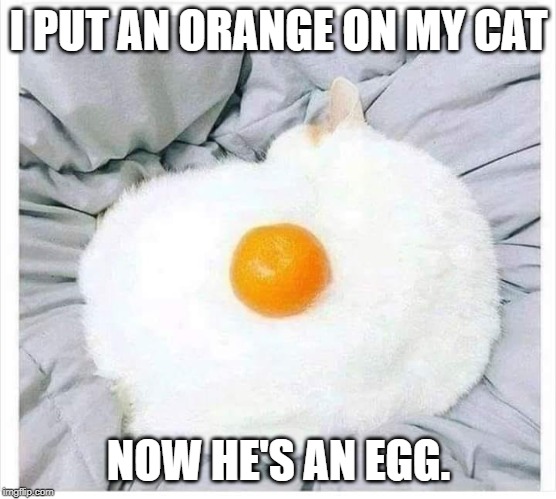 what an egg | I PUT AN ORANGE ON MY CAT; NOW HE'S AN EGG. | image tagged in cat humor,egg,orange | made w/ Imgflip meme maker