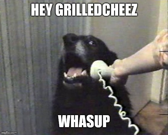 hello this is dog | HEY GRILLEDCHEEZ; WHASUP | image tagged in hello this is dog | made w/ Imgflip meme maker