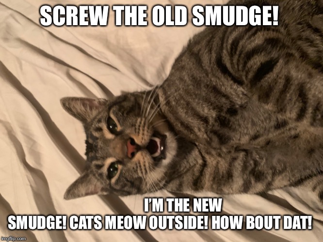 New smudge Cat | SCREW THE OLD SMUDGE! I’M THE NEW SMUDGE! CATS MEOW OUTSIDE! HOW BOUT DAT! | image tagged in smudge the cat | made w/ Imgflip meme maker