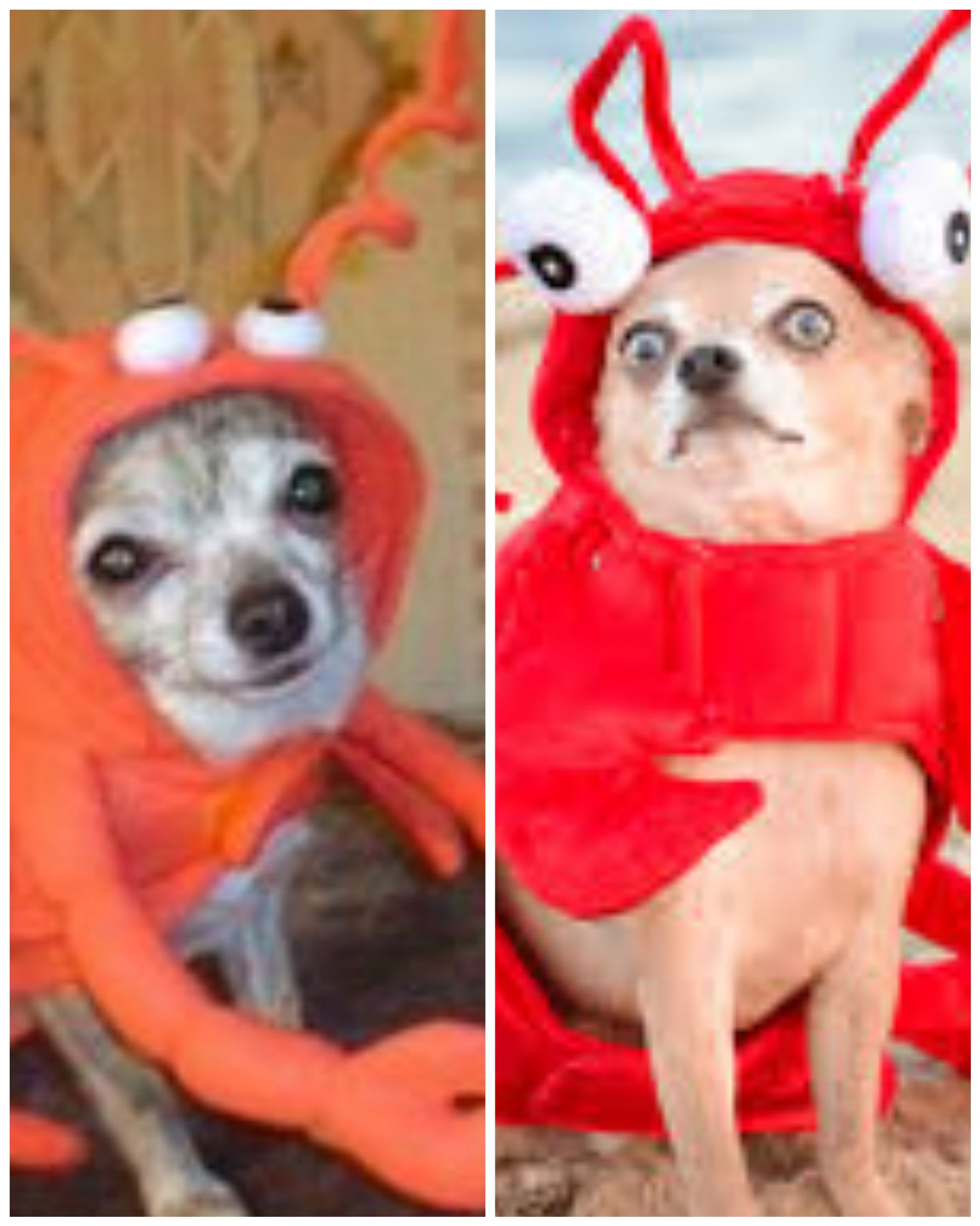 Dogs Crab Same Outfit Blank Meme Template