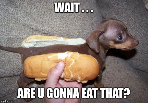 WAIT . . . ARE U GONNA EAT THAT? | image tagged in hot dog,memes,cute,bread | made w/ Imgflip meme maker